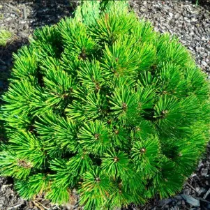 

Сосна белокорая Пирин 2