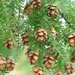 

Тсуга западная