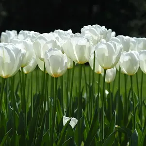 

Тюльпан Хакун Дарвина 5шт