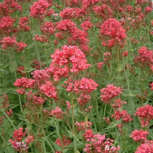 

Валериана красная Кокцинеус