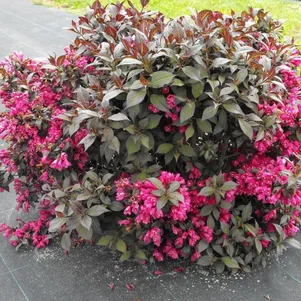 

Вейгела Минор Блэк