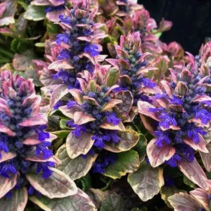 

Живучка (Аюга) ползучая Бургунди Глоу