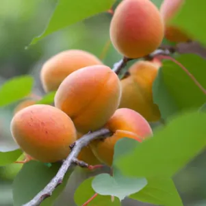 

Абрикос Золотой нектар