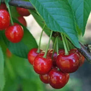 

Вишня Малышка