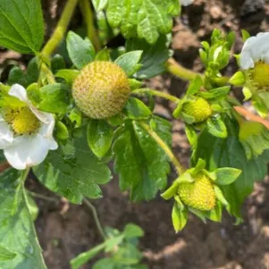 

Клубника Брилла