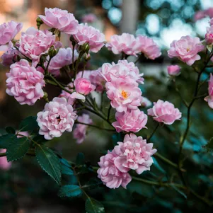 

Роза Зе Фейри почвопокровная