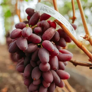 

Виноград Байконур столовый