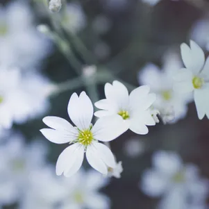 

Гипсофила Вайт ползучая