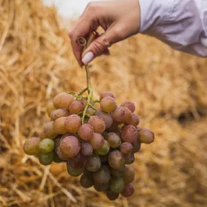 

Виноград Хамелеон столовый