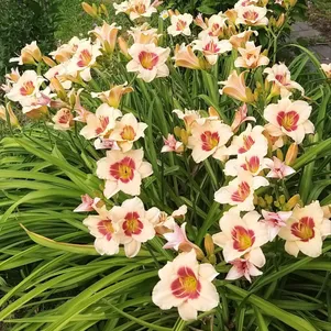 

Лилейник Расбери Канди