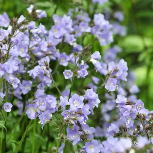 

Синюха Стэйрвэй ту Хэвен ползучая