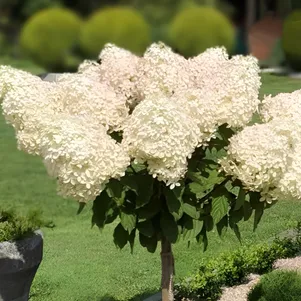 

Гортензия на штамбе Роял Фловер (Королевский цветок) 90 см