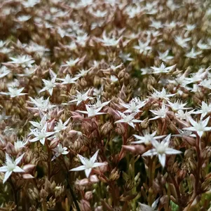 

Очиток (седум) белый Корал Карпет