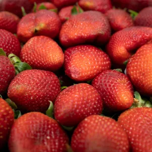 

Клубника Искушение ремонтантная