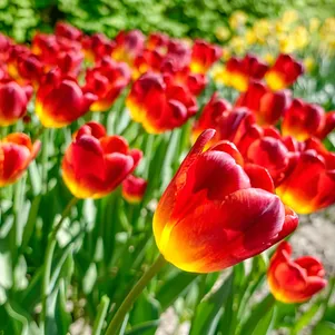 

Тюльпан Амберглоу Триумф 3 шт