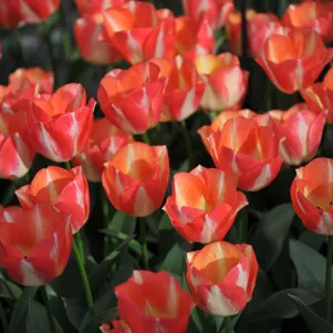 

Тюльпан Спринг Санрайз Дарвина 5шт.