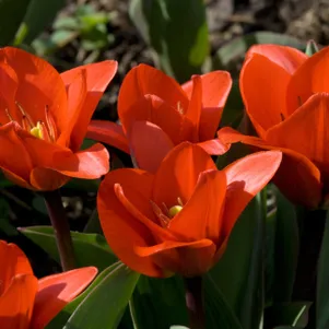 

Тюльпан Шоувиннер Кауфмана 3шт