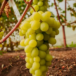 

Виноград Валёк столовый