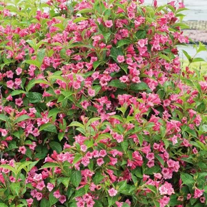 

Вейгела Пикобелла Россо