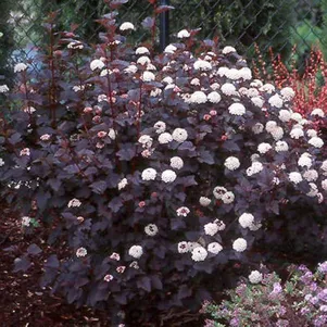 

Пузыреплодник Диабло