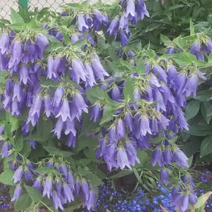 

Колокольчик Сарастро