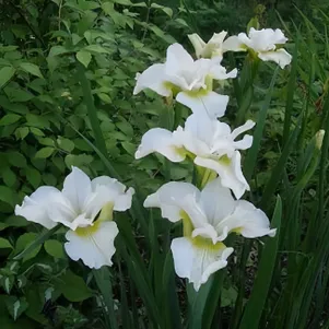 

Ирис сибирский Харпсвелл Хэпинес