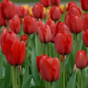 

Тюльпан Ред Импрешн Дарвина