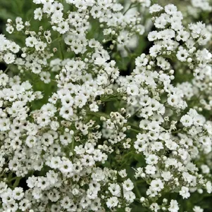 

Гипсофила метельчатая Уайт Фестиваль