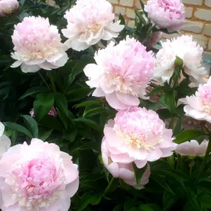 

Пион лекарственный Мутабилис Плена