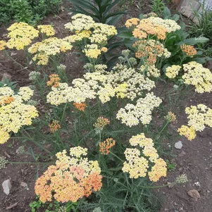 

Тысячелистник Триколор