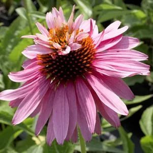 

Эхинацея пурпурная Дабл Декер