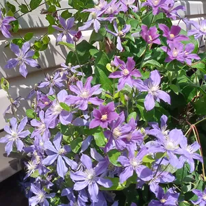 

Клематис Арабелла крупноцветковый (3)