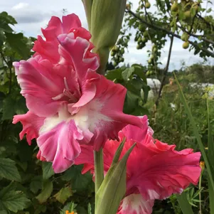 

Гладиолус Новый кардинал