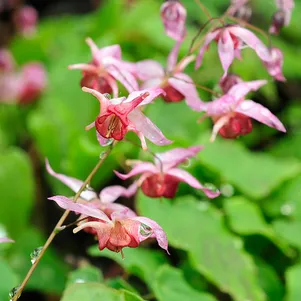 

Горянка Пинк Эльф