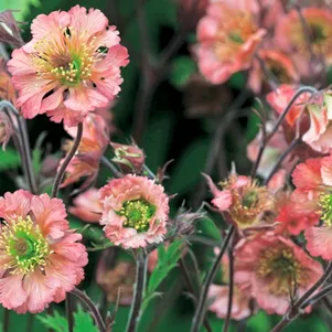 

Гравилат Белл Бэнк