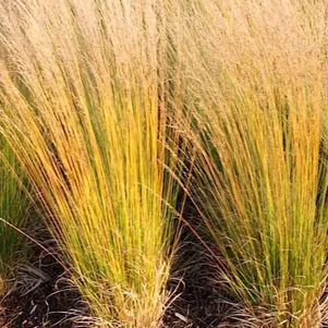 

Молиния Хайдебраут