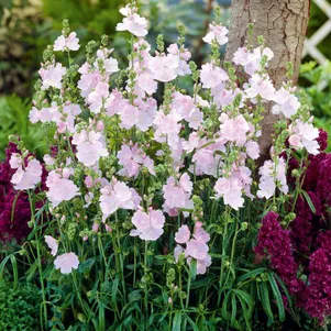 

Сидальцея Литл Принцесс