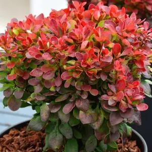 

Барбарис Тунберга Лютин Руж