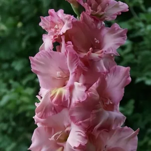 

Гладиолус Хорошее Настроение