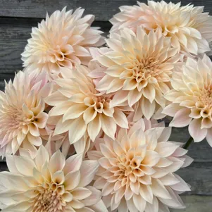 

Георгина Кафе о Лейт (МАКСИ) декоративная