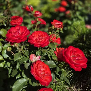 

Роза Плантен Ун Блюмен, Топалович (лиц)