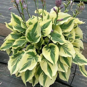 

Хоста Пейсли Бордер (M)