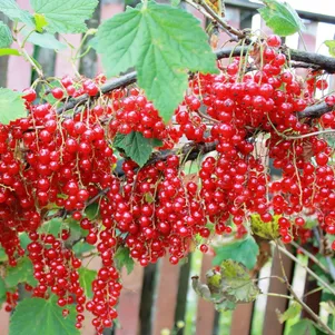 

Смородина Константиновская (Память Смольяниновой) красная