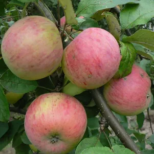 

Яблоня Семан с/п