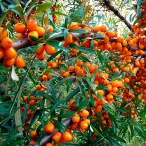 

Облепиха Злата женская