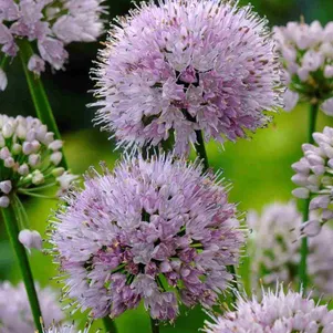 

Лук Саммер Бьюти