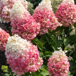 

Живая изгородь: Гортензия Пинки Промис 10шт