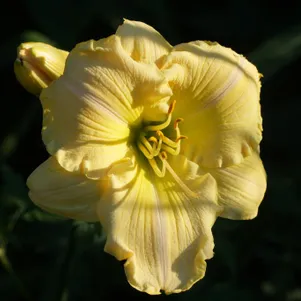 

Лилейник Астолат