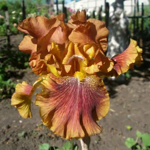 

Ирис бородатый Отумн Ливс