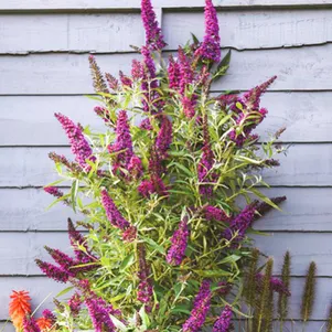 

Буддлея Батерфляй Тауэр